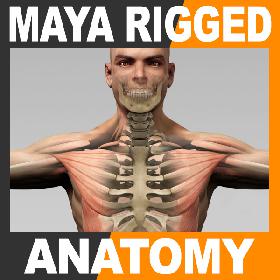 Maya Rigged Human Male Body, Muscular System and Skeleton